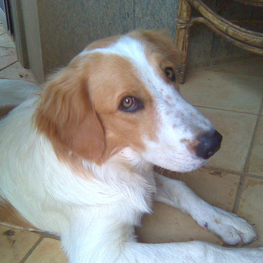 Appello per adozione: Bobby cerca casa!