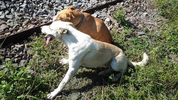 Cane rimane vicino all'amico ferito in attesa dei soccorsi