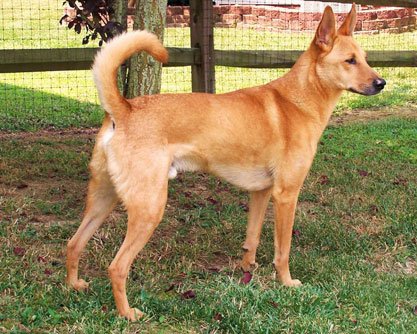 carolina dog
