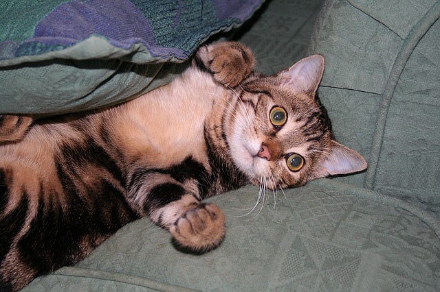 Il gatto gioca di notte: cosa fare e come impedirlo