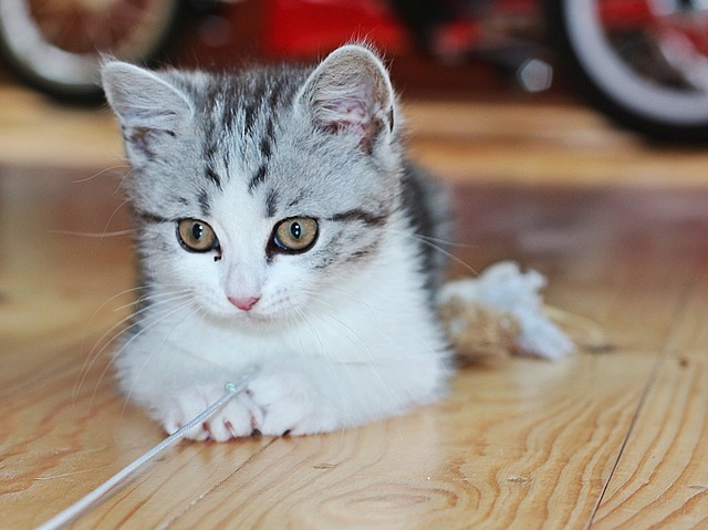 Il gatto gioca durante la notte: cosa non fare