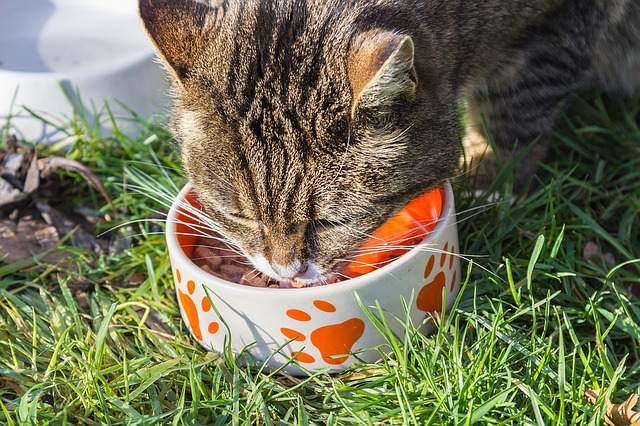 When putting cat food in your cat´s bowl you must consider the number of nutrients that food has. Also, consider your cat´s age, size, and activity level.