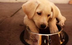 Comida para cachorros de perro: lo que debes saber