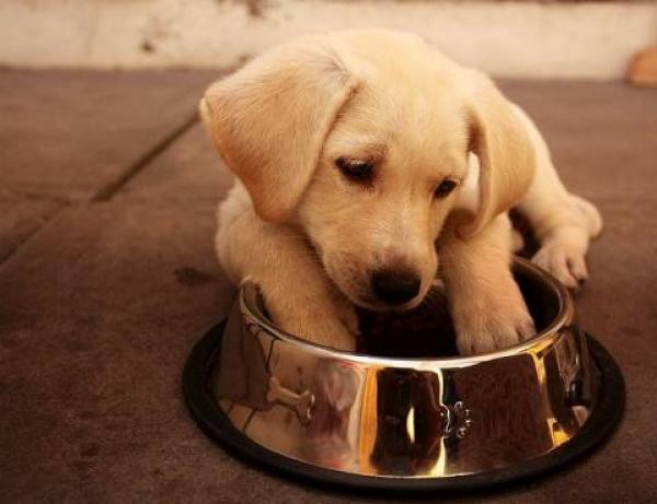 Comida para cachorros de perro: lo que debes saber