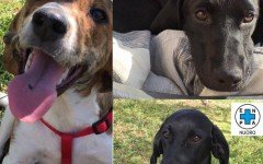 Appello per adozione: Debbie, Kenya e Karen cercano casa!