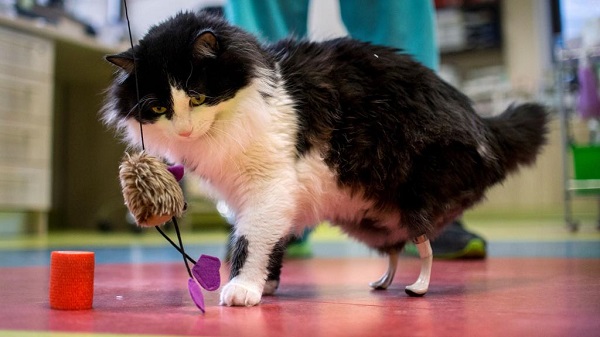 El gato de tres patas