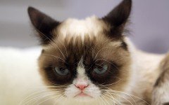 How to Detect an Angry Cat