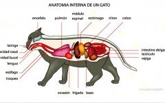 sistema respiratorio de los gatos Sistema respiratorio del gato: la máquina perfecta