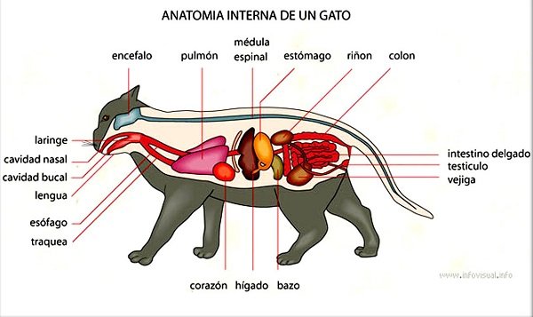 sistema respiratorio de los gatos Sistema respiratorio del gato: la máquina perfecta