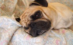 Enfermedades digestivas de los perros: conoce tu mascota