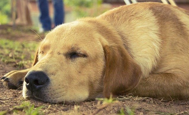 Enfermedades en los huesos de los perros: lo que debes saber
