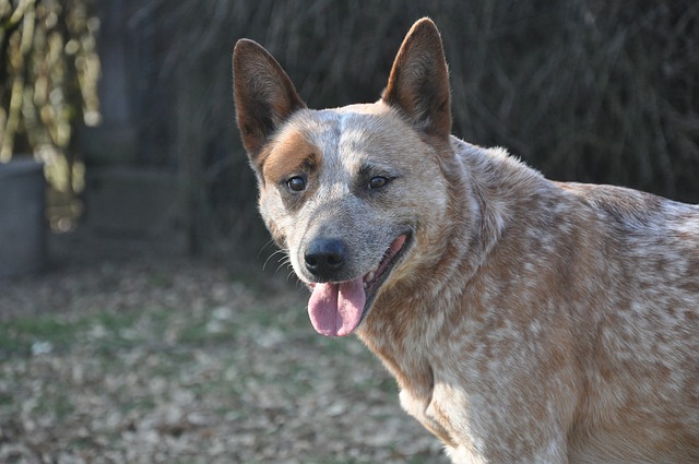 australian cattle dog