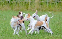 Testing your dog´s DNA today is actually pretty easy to do and not as expensive as you might think. A dog DNA test can be very useful.