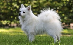 Razas de Perros: Volpino italiano caracteristicas