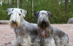Razas de Perros: perro Terrier Checo caracteristicas y cuidados