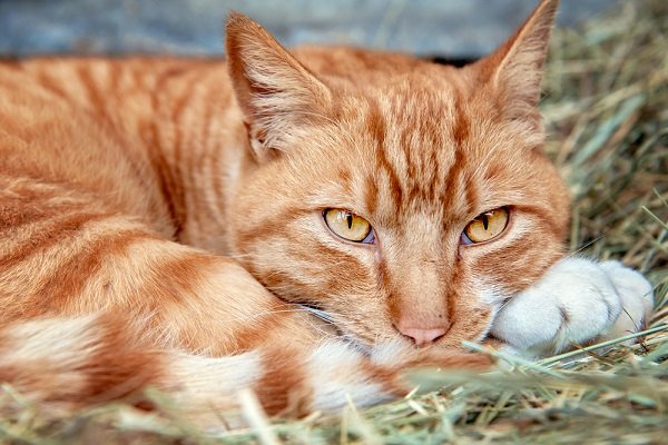 What is a feral cat?