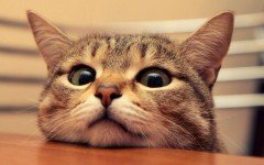 Ah, don´t we love cat pictures? But funny cat pictures are even better! Brighten up your day with these funny pictures that will definitively put on a grin.