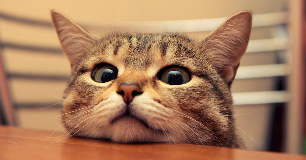 Ah, don´t we love cat pictures? But funny cat pictures are even better! Brighten up your day with these funny pictures that will definitively put on a grin.