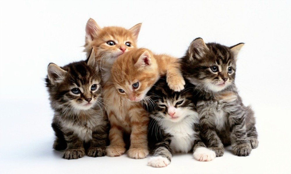 National Cat Day is a celebration that takes place in the United States on October 29 of every year. The celebration was founded by Colleen Paige.