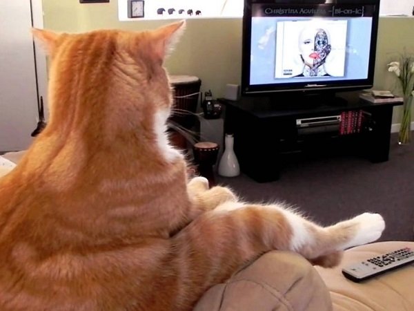 Videos for Cats