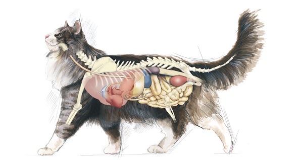 Sistema endocrino del gato: las hormonas y el comportamiento