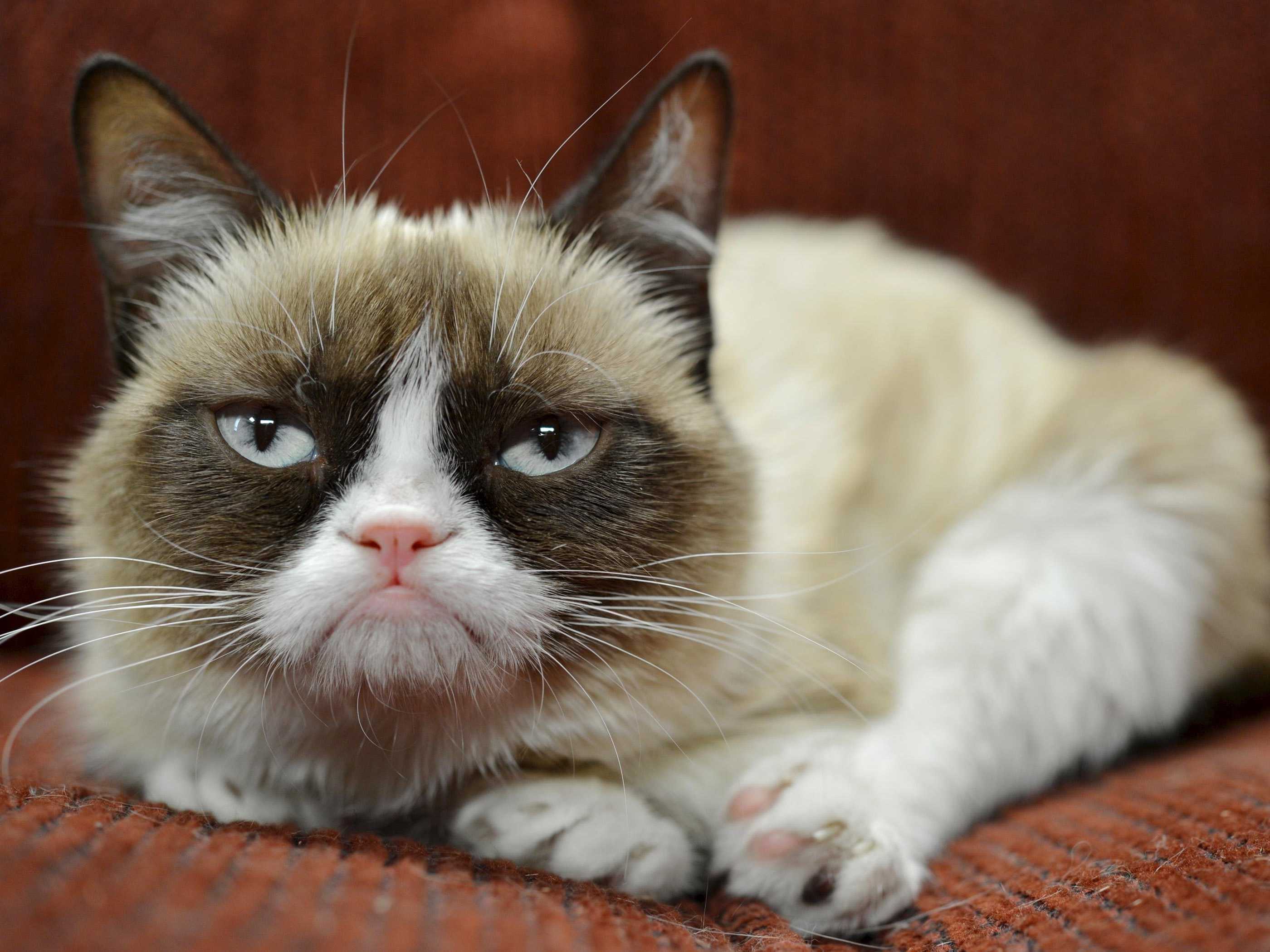 The grumpy cat meme is a macro illustration that features Tarder Sauce, a mixed-breed cat that appears to be grumpy in the pictures that made him famous.