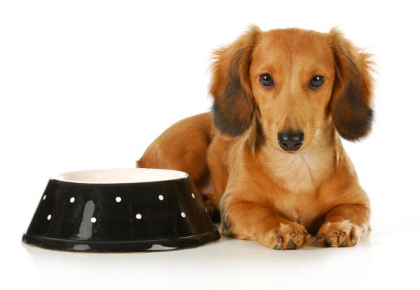 Comprar comida perro: ¿cómo elegirla?