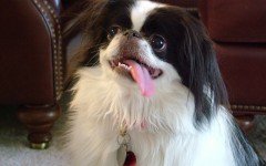 The Japanese Chin dog is an elegant and sensitive dog from Asia. He developed the characteristics he is known for today in Japan.