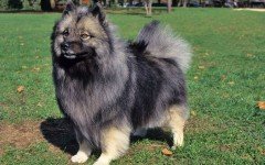 The Keeshond dog is the most beloved dog in Holland. This old breed traveled the canals and rivers of Holland during the 17th and 18th century.