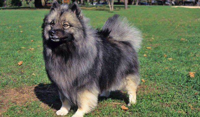 The Keeshond dog is the most beloved dog in Holland. This old breed traveled the canals and rivers of Holland during the 17th and 18th century.