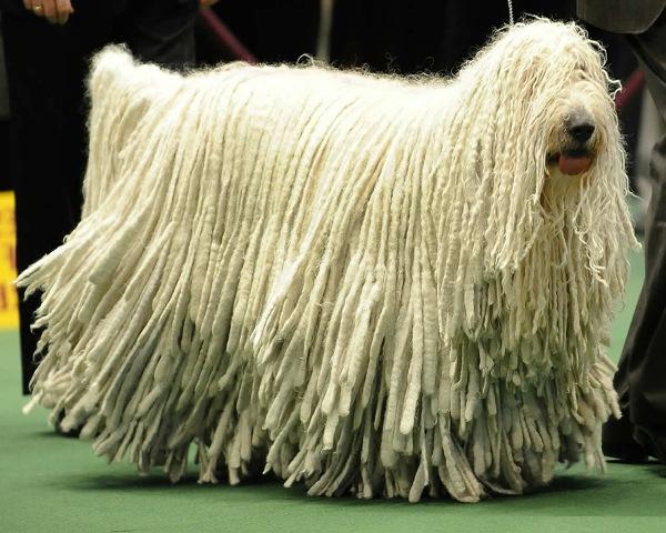 The Komondor dog is a flock-guarding sheepdog from Hungary. Today, he still has a protective nature and will defend his family and house with his life.