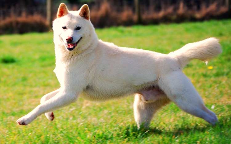 The Korean Jindo dog is one with a loyalty like no other. This dog requires a family that can meet his lively and active nature.