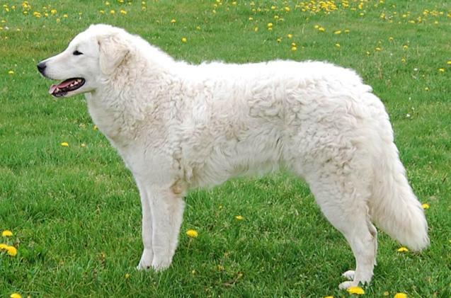 The Kuvasz dog is a large breed of dog, of Hungarian origin and is an ancient livestock breed. He is very protective of his people and aloof of strangers.