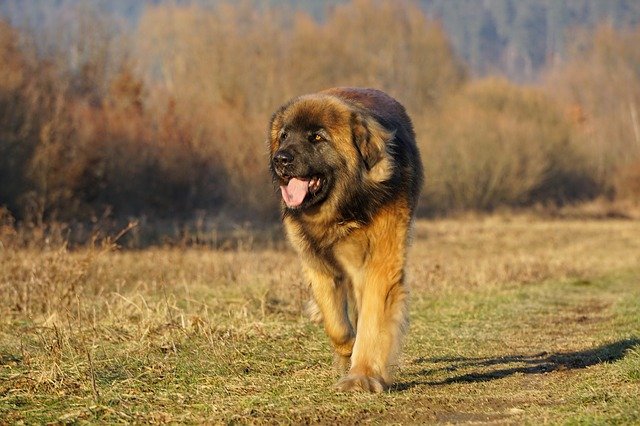 The Leonberger Dog is a giant dog that results from the mixing of the Saint Bernard, the Great Pyrenees, and the Newfie. He's an energetic working dog.