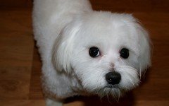 Cura e salute del cane maltese: igiene e attenzioni
