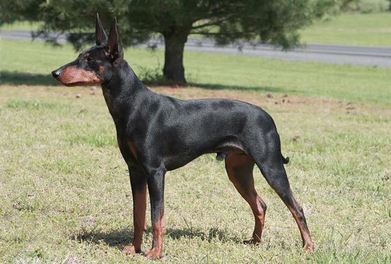 The Manchester Terrier dog was bred in Manchester England for the purpose of killing rats. This dog has a strong personality and a loyal heart.