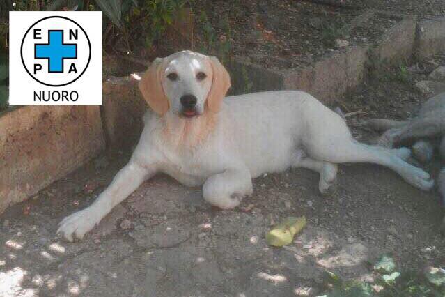 Appello per adozione: Mickie cerca casa!