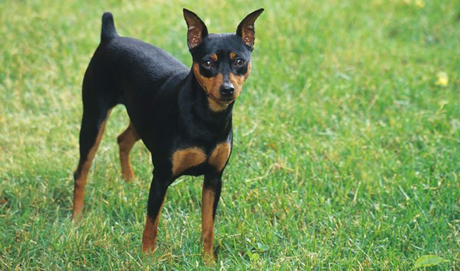 The Miniature Pinscher dog looks more like a miniature Doberman. The Min Pin is an old breed, created to hunt vermin in homes and stables in Germany.