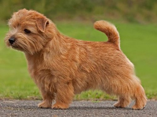 The Norfolk Terrier dog has the heart of a working dog. He is alert, vivacious, playful, and a great companion. He is a big dog in the boy of a small one.