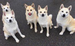 The Norwegian Buhund dog is a working dog, adapted to any type of work or activity he is given. He is very intelligent, fast learner, and eager to please.