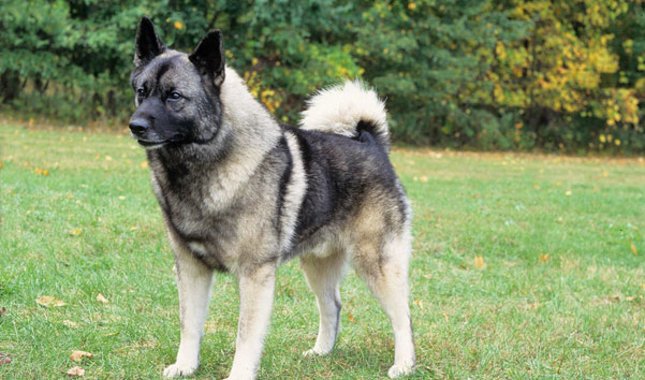 Friendly and pretty funny, the Norwegian Elkhound dog is a wolf-like dog that will become the delight of any home. He is bold, energetic, and dependent.