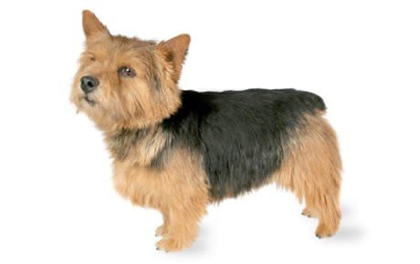 The Norwich Terrier dog was originally bred to be a ratter in farms. Then he helped hunt fox. Today, he is a great companion and loving dog.