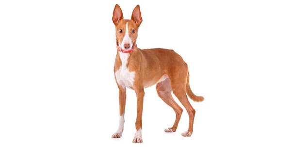 Razas de Perros: Podenco canario caracteristicas