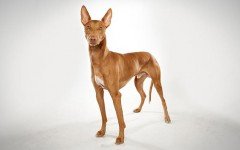 Pharaoh Hound