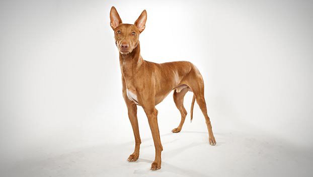 Pharaoh Hound