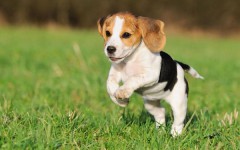 Dog Breed: Pocket Beagle dog characteristics and Personality