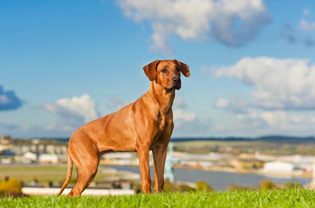 Razas de Perros: perro Rhodesian Ridgeback caracteristicas