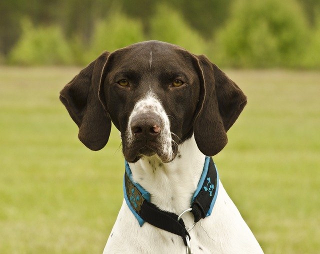 pointer dog