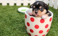Teacup dogs are a smaller version of already small breeds of dogs. Because of their size, they can suffer from many health issues.