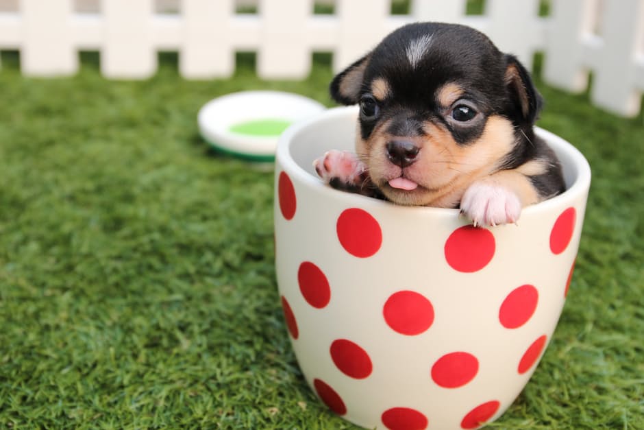 Teacup dogs are a smaller version of already small breeds of dogs. Because of their size, they can suffer from many health issues.
